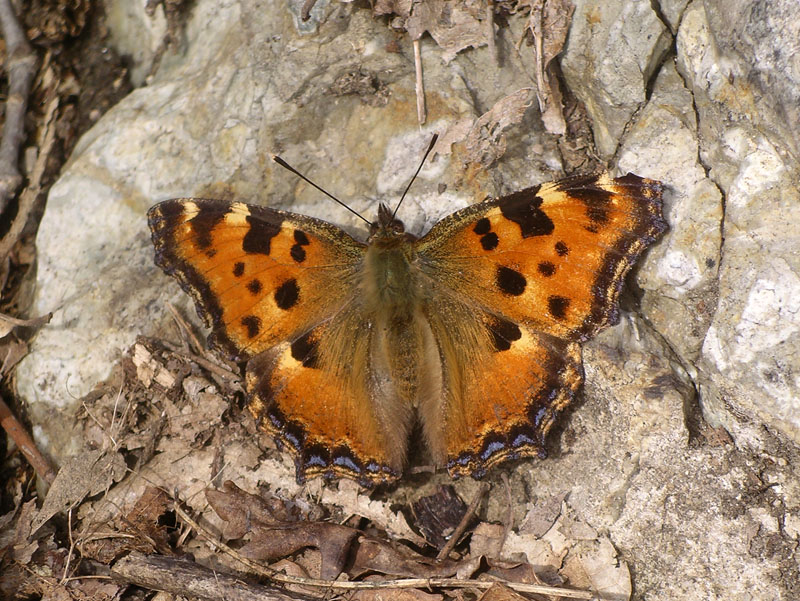 E'' ancora inverno, ma... - Nymphalis polychloros
